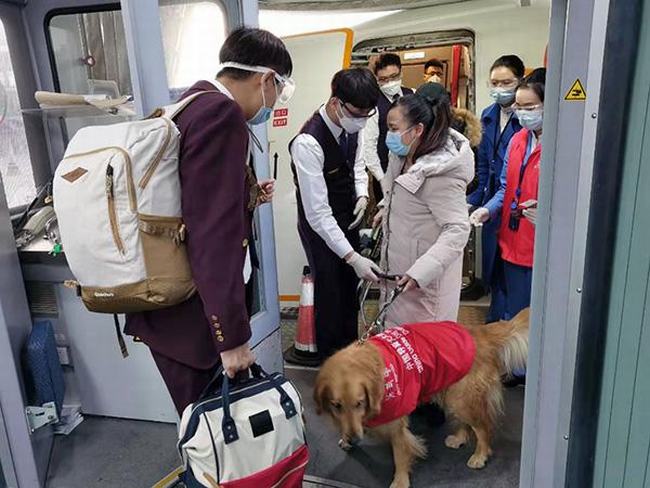 导盲犬带主人乘飞机(导盲犬带主人坐飞机视频)
