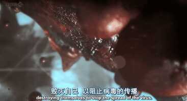 细胞大战病毒纪录片全集(纪录片细胞大战病毒)